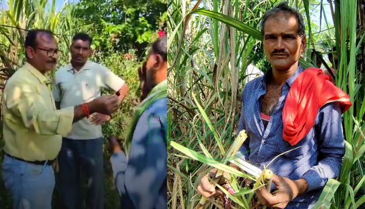 रेड रॉट बीमारी मध्य प्रदेश के गन्ना किसान 