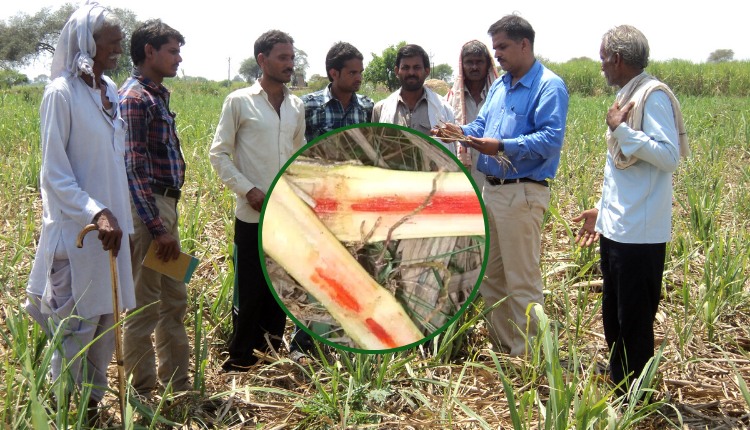 रेड रॉट बीमारी Rot Disease in Sugarcane
