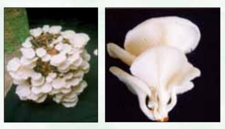 Oyster Mushroom and coconut combination is profitable