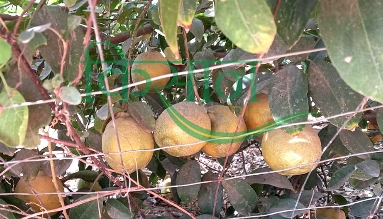 rajasthan farmer lemon variety ( रावलचंद पंचारिया नींबू की किस्म)