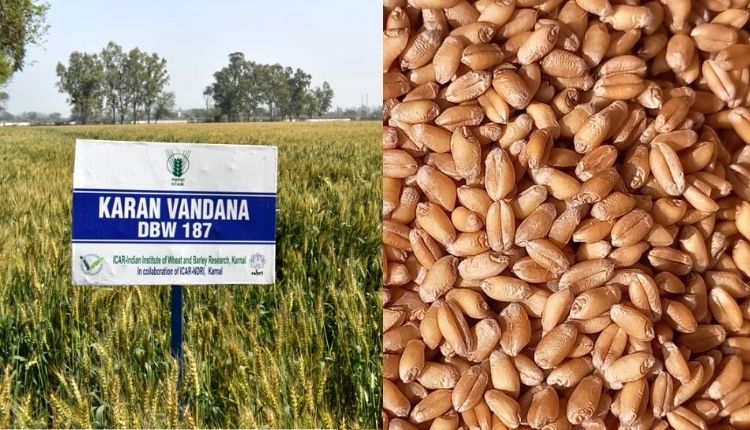 करण वंदना गेहूं की किस्म (karan vandana DBW 187 wheat variety)
