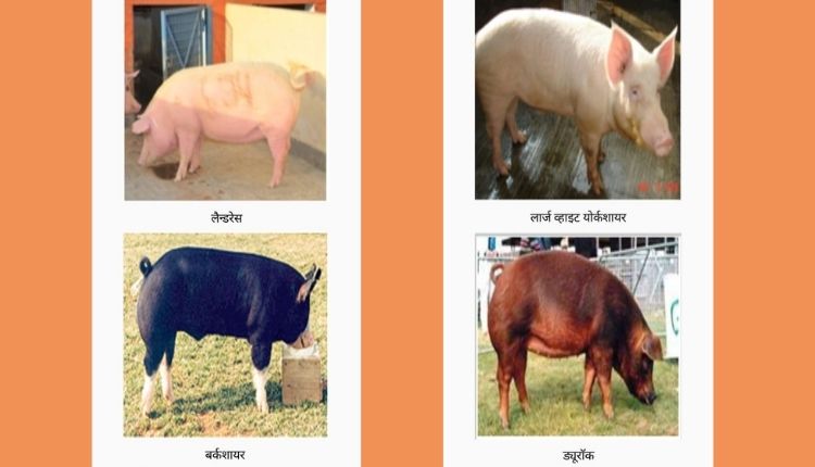 सूअर पालन (pig farming app)