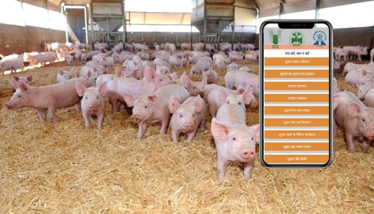 सूअर पालन (pig farming app)