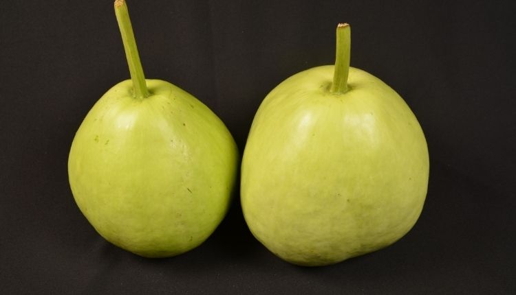 Bottle Gourd Farming can help farmers increase their income