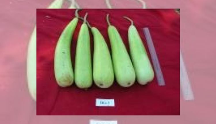 Bottle Gourd Farming can help farmers increase their income