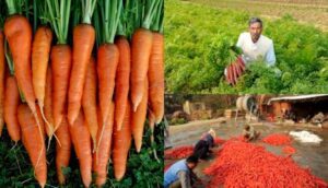 गाजर की खेती, गाजर की किस्म (Carrot farming, Carrot Pusa Rudhira)