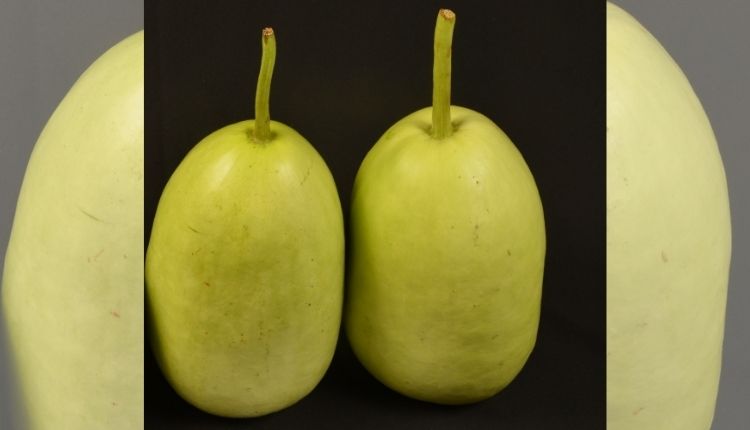 Bottle Gourd Farming can help farmers increase their income