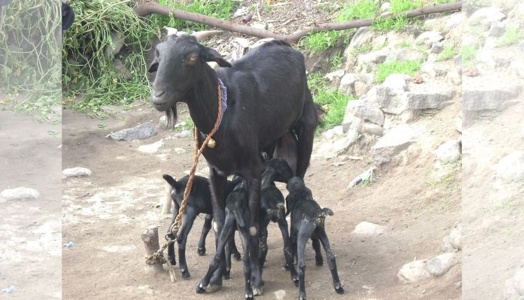 ओस्मानाबादी बकरी पालन OSMANABADI GOATS