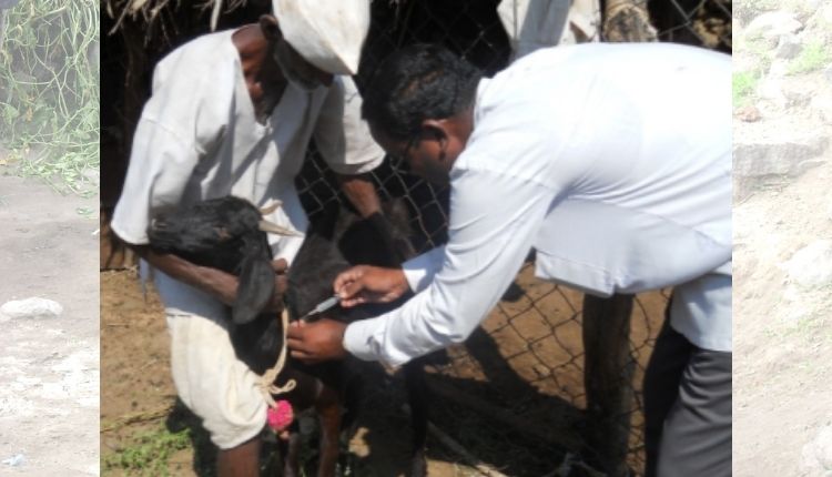 Why Osmanabadi Goat is considered better for meat production?