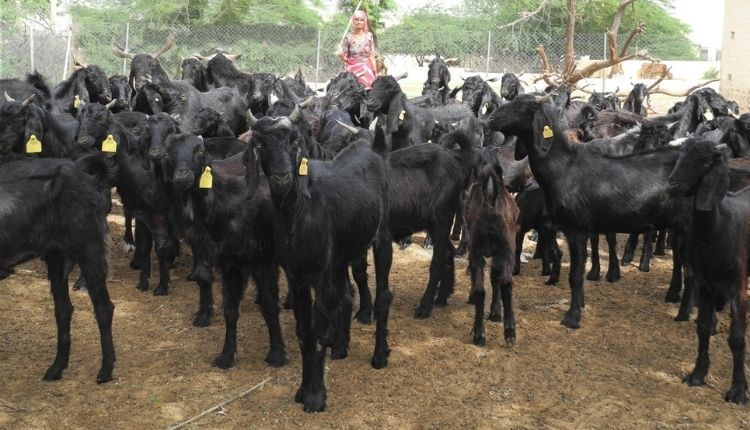 ओस्मानाबादी बकरी पालन OSMANABADI GOATS