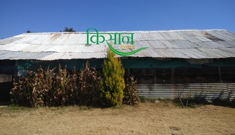 खरगोश पालन अंगोरा खरगोश (rabbit farming angora breed)