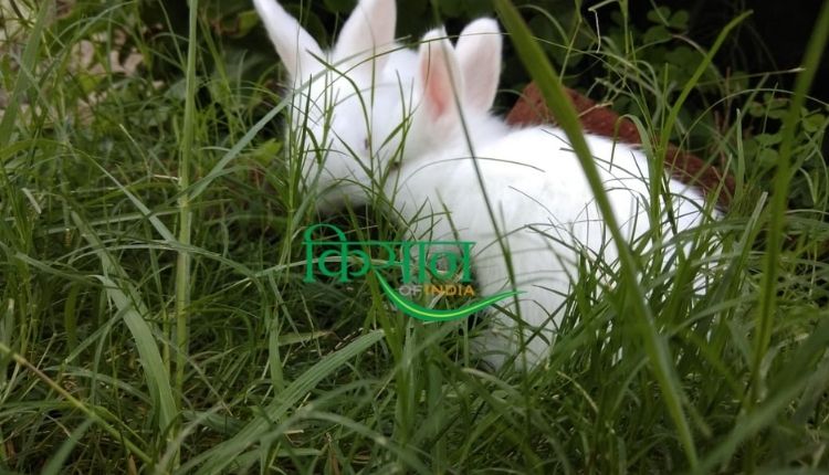 खरगोश पालन अंगोरा खरगोश (rabbit farming angora breed)