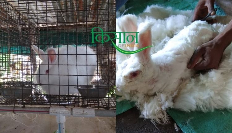 खरगोश पालन अंगोरा खरगोश (rabbit farming angora breed)