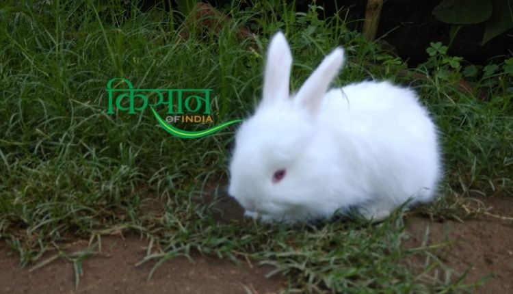 खरगोश पालन अंगोरा खरगोश (rabbit farming angora breed)