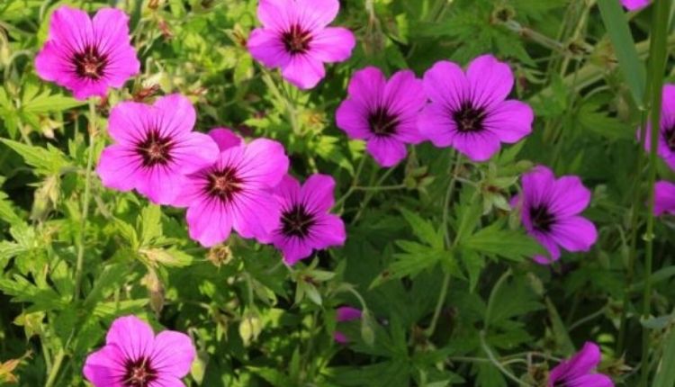 जिरेनियम की खेती geranium farming