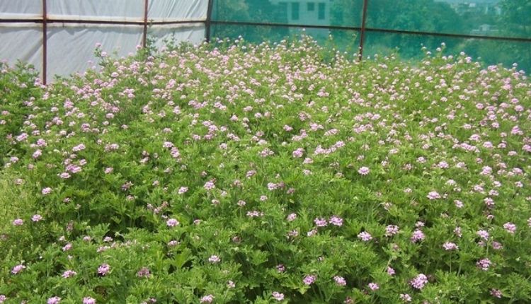 जिरेनियम की खेती geranium farming
