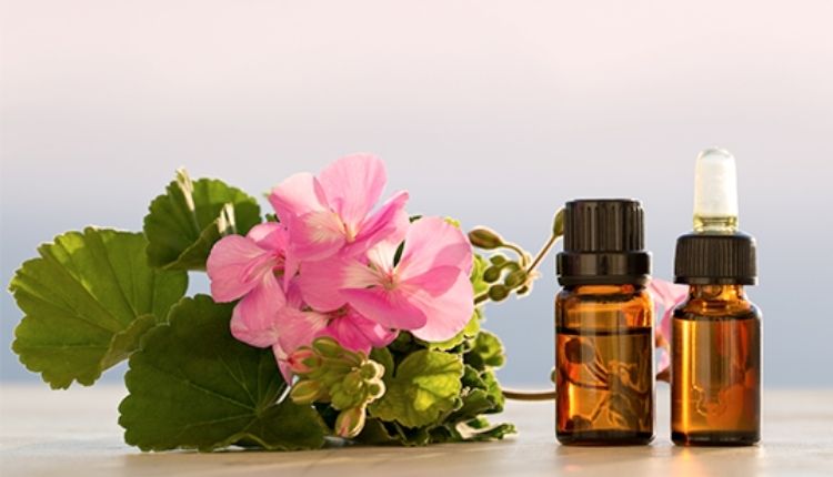 जिरेनियम की खेती geranium farming