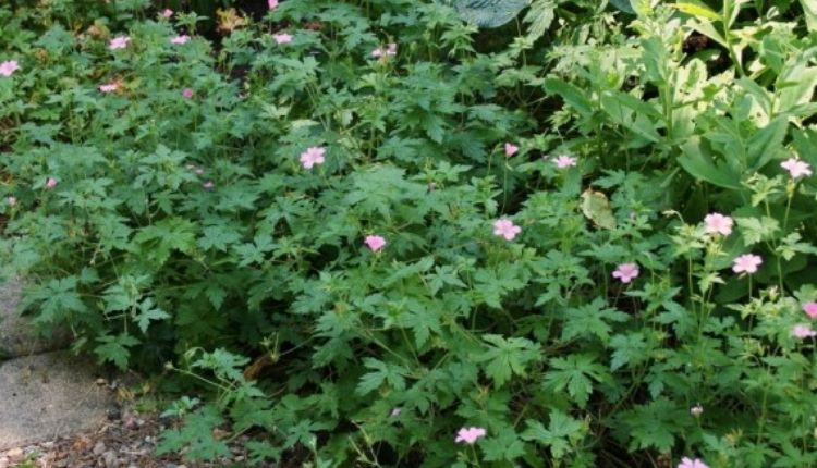 जिरेनियम की खेती geranium farming