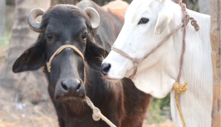 दुधारू पशुओं के रोग dairy animals disease