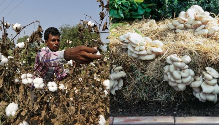 कपास की खेती cotton farming cotton stalks mushroom ki kheti मशरूम की खेती