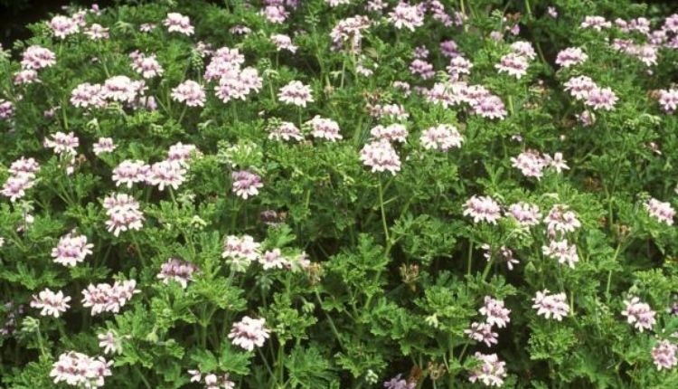 जिरेनियम की खेती geranium farming