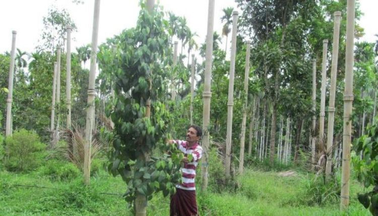 काली मिर्च की खेती (Black Pepper Farming)