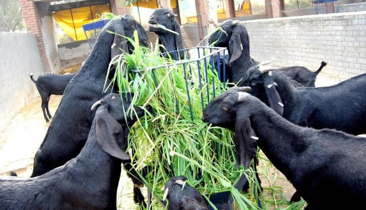 goat farming