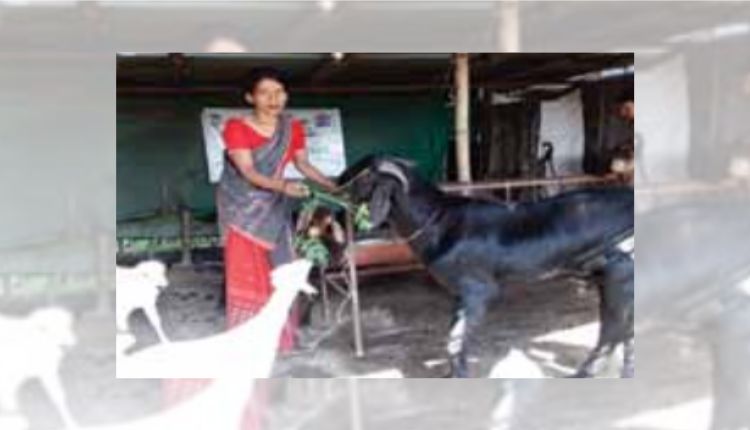 बकरी पालन goat farming in india