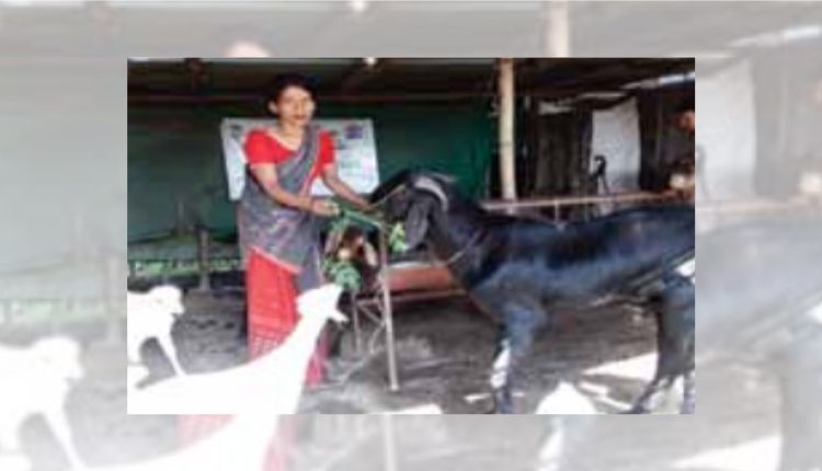 goat farming