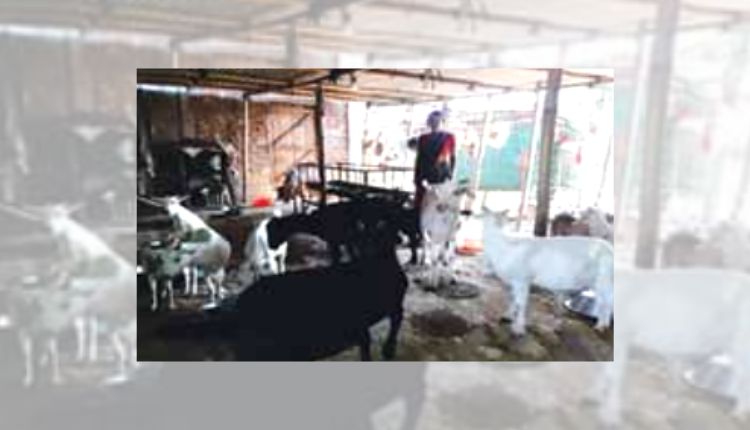  goat farming
