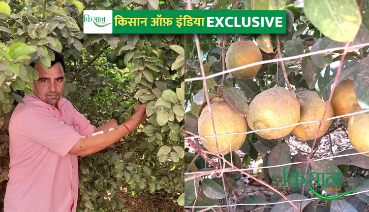 rajasthan farmer lemon variety ( रावलचंद पंचारिया नींबू की किस्म)