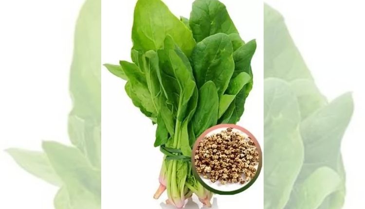 types of spinach पालक की किस्में Spinach Varieties