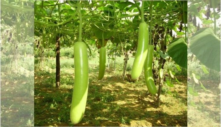 Bottle Gourd Farming can help farmers increase their income