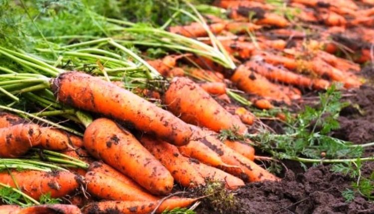 गाजर की खेती, गाजर की किस्म (Carrot farming, Carrot Pusa Rudhira)