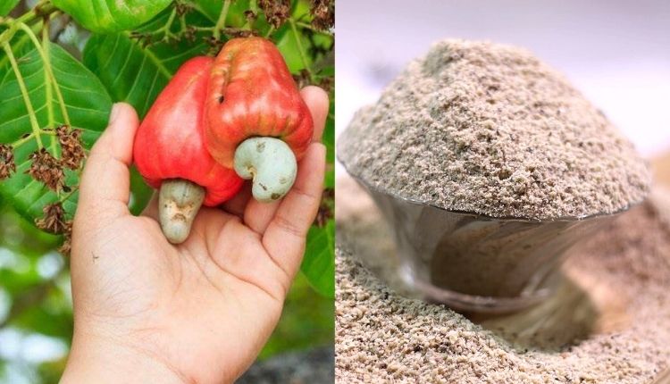 cashew farming (काजू की खेती) cashew apple powder