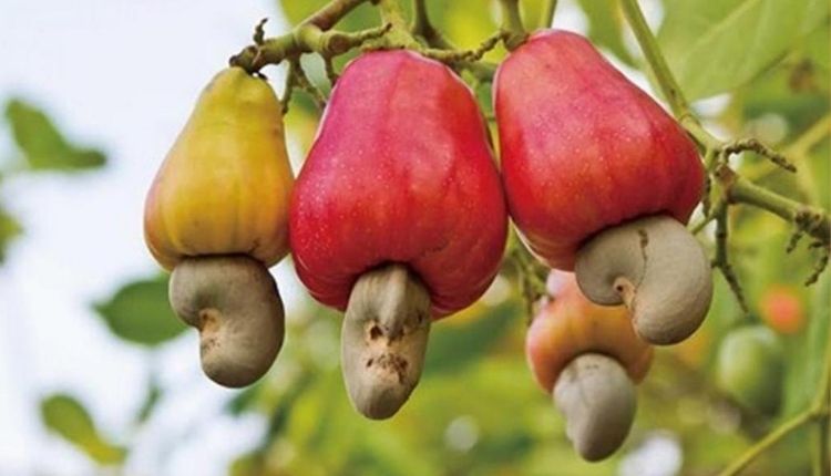 cashew farming (काजू की खेती) cashew apple powder