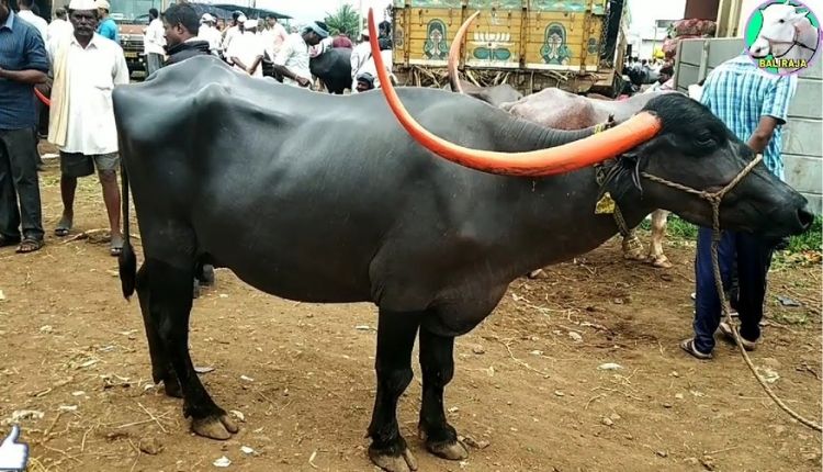 पंढरपुरी भैंस (pandharpuri buffalo )