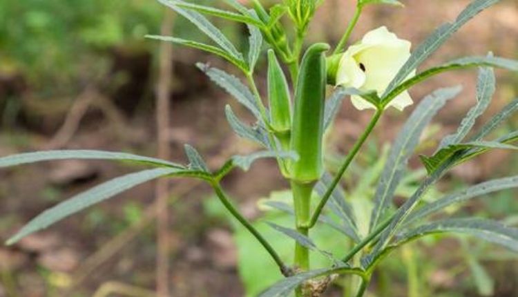 how to grow bhindi at home घर पर ही उगाएं भिंडी