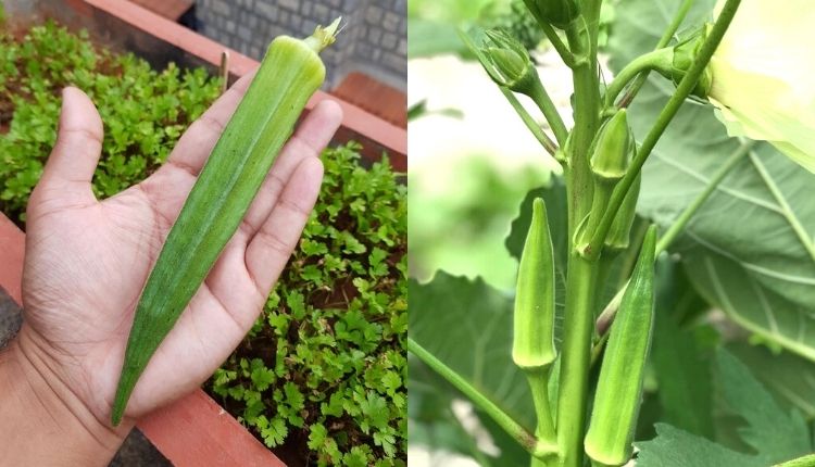 how to grow bhindi at home घर पर ही उगाएं भिंडी