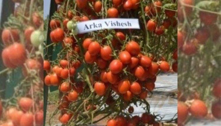 टमाटर की खेती के लिए किस्में (Tomato varieties Farming