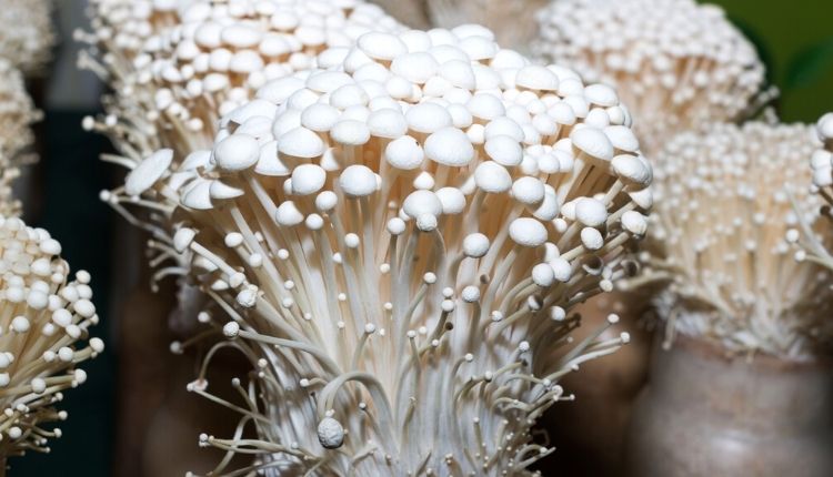 enoki mushroom farming (एनोकी मशरूम की खेती)