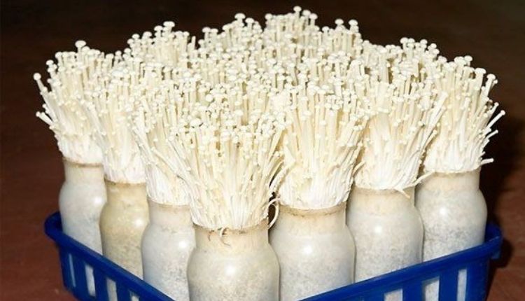 enoki mushroom farming (एनोकी मशरूम की खेती)