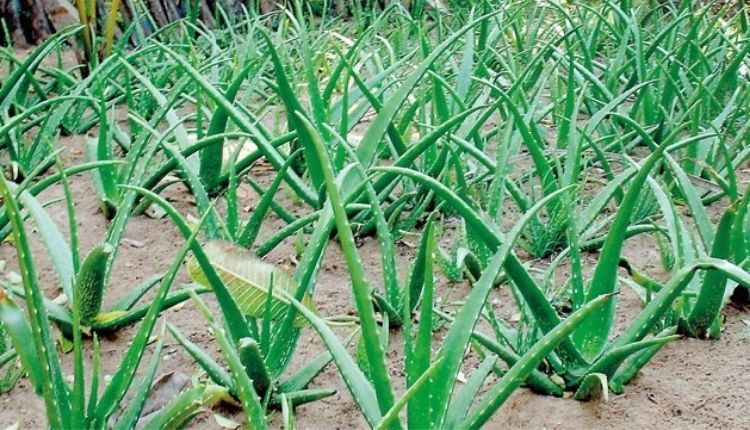 एलोवेरा की खेती aloevera farming