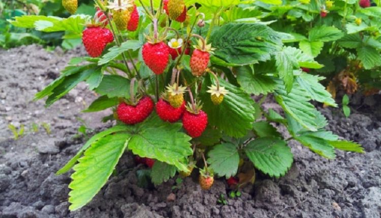 strawberry farming (स्ट्रॉबेरी की खेती))