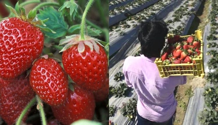 strawberry farming (स्ट्रॉबेरी की खेती))
