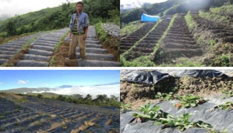 strawberry farming (स्ट्रॉबेरी की खेती))