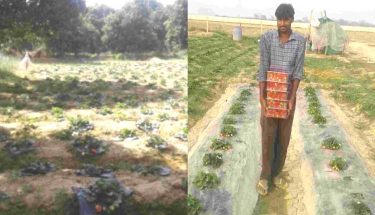 strawberry farming (स्ट्रॉबेरी की खेती))