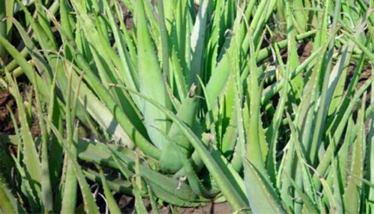 एलोवेरा की खेती से कमाई aloevera farming profit