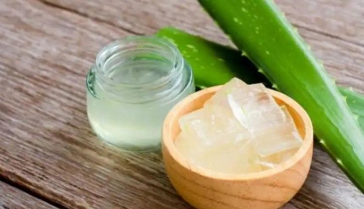 एलोवेरा की खेती से कमाई aloevera farming profit