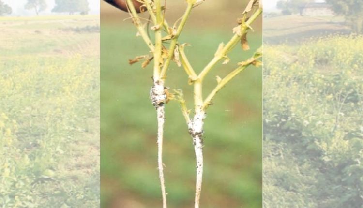 chana disease चने की खेती (Chickpea Farming) चने के रोग 